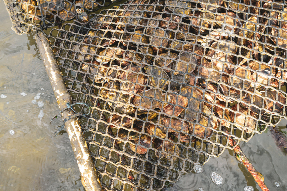 How are Oysters Grown?