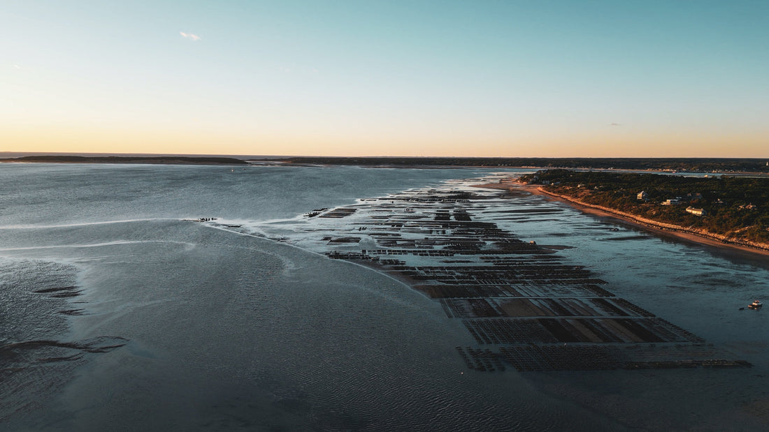 How Oysters Protect and Restore Coastal Ecosystems